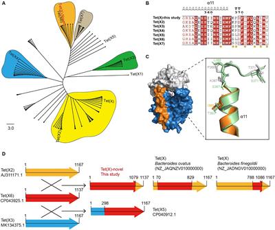 Identification of novel Tet(X6)-Tet(X2) recombinant variant in Elizabethkingia meningoseptica from a bullfrog farm and downstream river in China